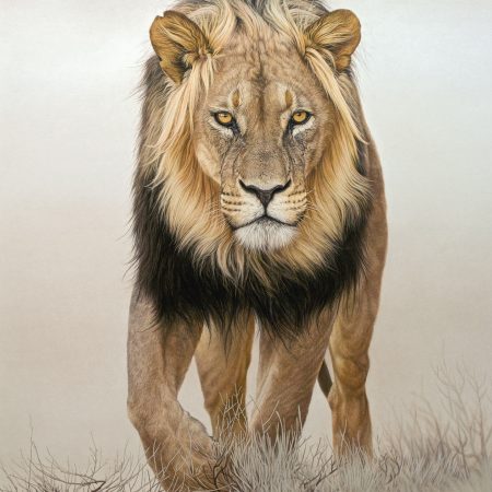 "Kalahari lion"