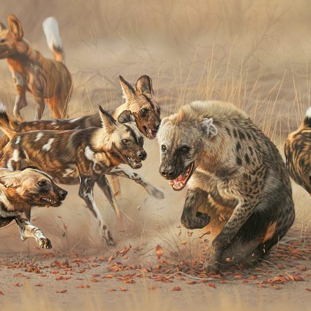 "African wild dogs vs Hyena"